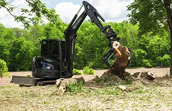 Tree removal, Spring City, PA