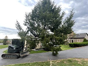 Excavator carrying whole tree