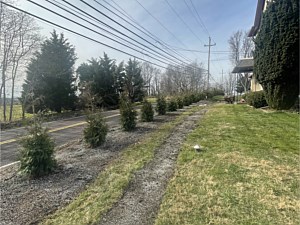 Privacy planting installation in Royersford