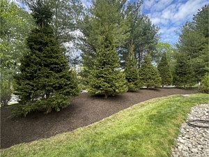 18' Norway spruces planted as a privacy screen in Spring City