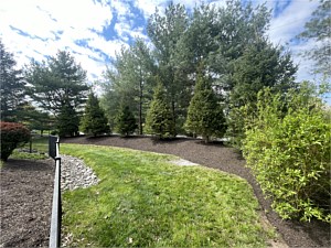 18' Norway spruce planted as privacy screening in Spring City