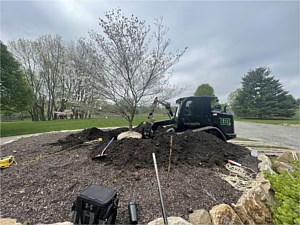 Large dogwood tree being planted in Chester Springs