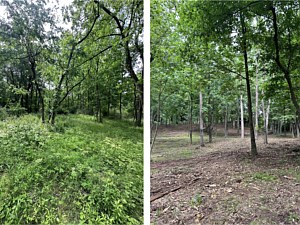 Before and after picture of brush mowing and forestry mulching in Pottstown