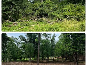 Before and after picture of an area that was forestry mulched in Pottstown