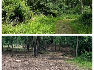 Before and after pictures of an area forest mulched in Pottstown