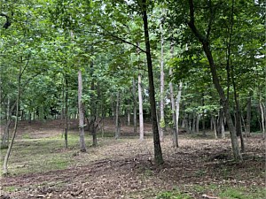 Finish picture of an area that had been forestry mulched in Pottstown